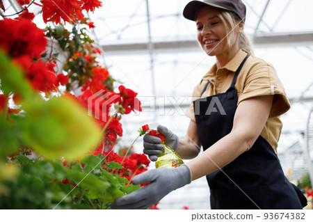 Female gardener spraying water on plants in greenhouse Female gardener spraying water on plants in greenhouse 93674382