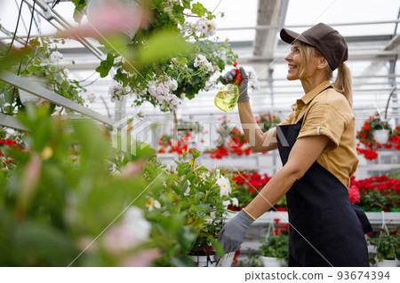 Woman spraying flowers in a greenhouse. Mature woman taking care of plants in the greenhouse Woman spraying flowers in a greenhouse. Mature woman taking care of plants in the greenhouse 93674394
