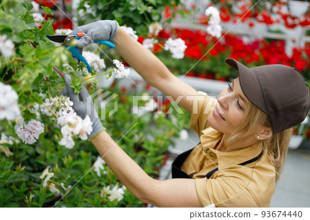 Woman florist cutting flower with pruner at greenhouse 93674440
