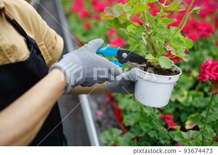 Hands of a gardener woman cutting the leaves of a flower pot with a pruner at the greenhouse 93674473