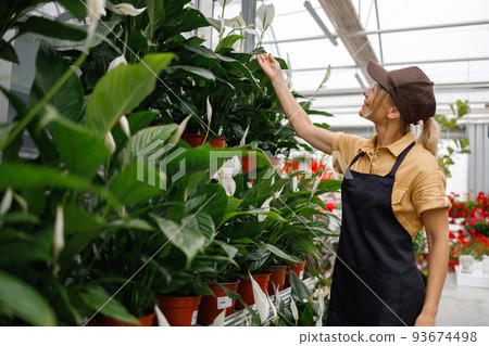 Woman garden center worker caring for spathiphyllum flowers 93674498
