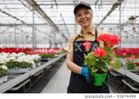 Woman greenhouse worker holding a pot with a rose geranium flower in her hands 93674499