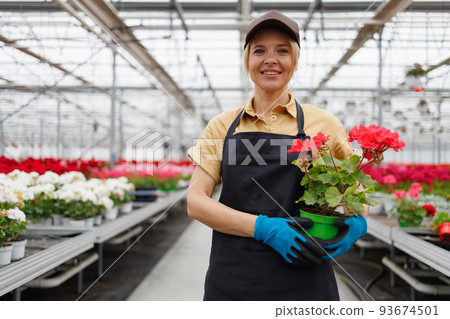 Woman florist with pot of geraniums in greenhouse 93674501