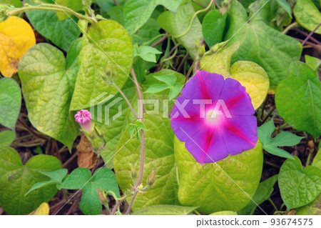 Ipomoea violacea in farming and harvesting. Ipomoea violacea is growing in rustic garden. Close up. 93674575