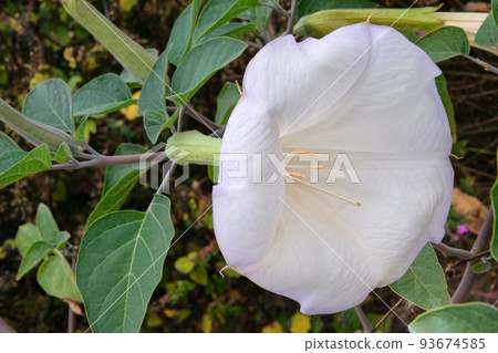 Datura Angels Trumpet is growing in garden. White flowers in with blurred effect background. Close up. Datura Angels Trumpet is growing in garden. White flowers in with blurred effect background. Close up. 93674585