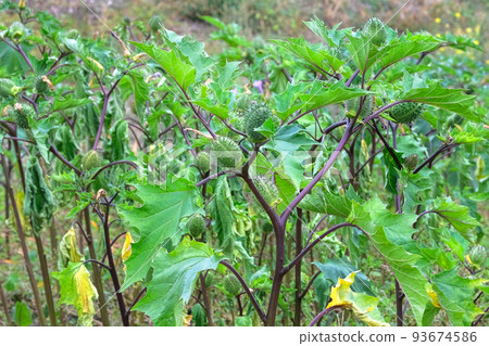 Datura Angels Trumpet is growing in garden. Fruit of Datura in with blurred effect background. Close up. Datura Angels Trumpet is growing in garden. Fruit of Datura in with blurred effect background. Close up. 93674586