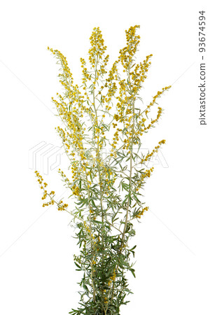 Artemisia vulgaris isolated on white background. Common mugwort flowers. Herbal medicine. Clipping path. 93674594