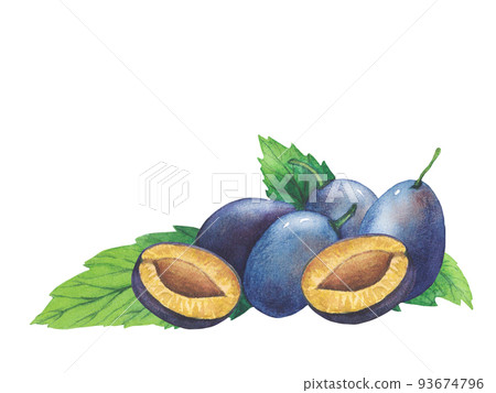 Set of watercolor plum tree branches with green leaves and fruits. Set of watercolor plum tree branches with green leaves and fruits. 93674796