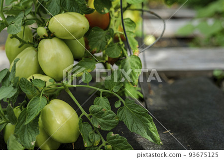 Backyard self-sown organically grown ripening round tomatoes the edible red fruit or berry of nightshade Solanum Lycopersicum, rich in lycopene, eaten raw, cooked, sauced, or roasted are deliciously 93675125