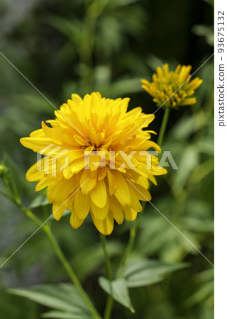 Blooming Rudbeckia laciniata, or golden balls in the garden close-up 93675132