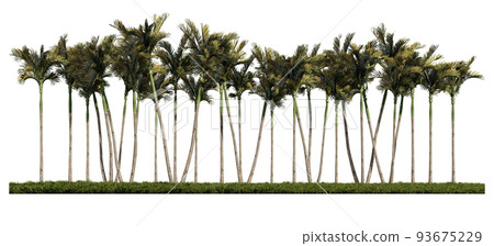 3ds rendering image of front view of palm trees on grasses field. 93675229