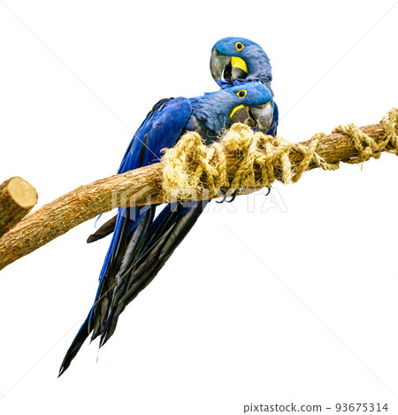Hyacinth macaw 93675314