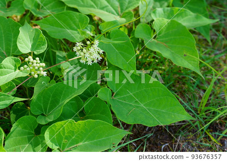 霧峰高原盛開的池間白花 霧峰高原盛開的池間白花 93676357