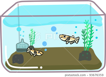 Medaka aquarium Medaka aquarium 93676359