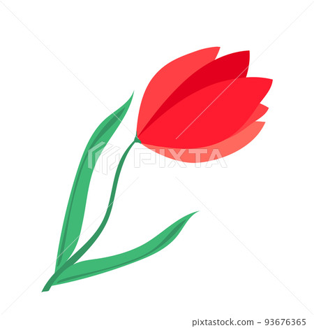 Realistic colored tulip flower. Red bud with leaves. Vector illustration isolated on white background 93676365
