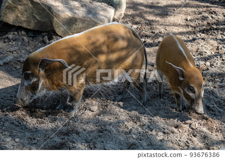 Red River Hog (Potamochoerus porcus) looking for food. 93676386