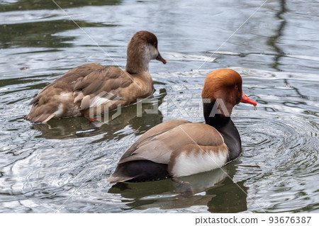 Red-crested pochard on the pond, Netta rufina 93676387