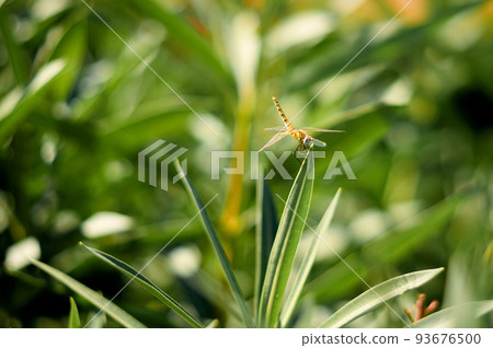 beautiful dragonfly on a green bush 93676500