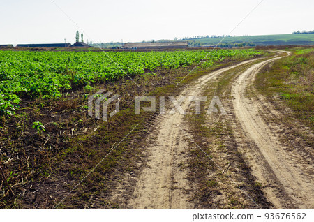 Ukrainian Green Field of wheat, blue sky and sun, white clouds. wonderland. The unripe green wheat field under summer sunset sky with clouds. The unripe green wheat field under summer sunset sky with 93676562