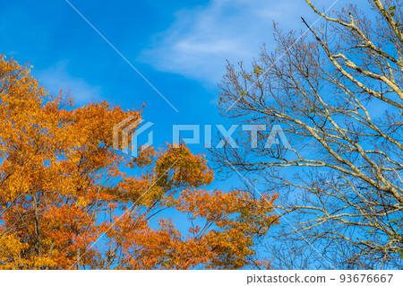 [Autumn material] Autumn leaves in Alps Park [Nagano Prefecture] 93676667