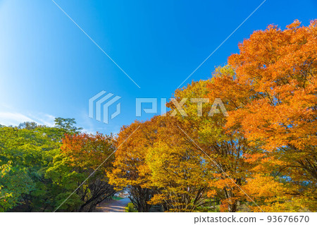 [Autumn material] Autumn leaves in Alps Park [Nagano Prefecture] 93676670