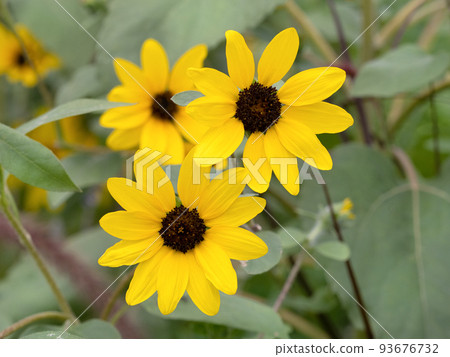 Coleopsis 93676732