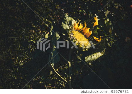 A ripe sunflower lies on the green grass, the petals have fallen off, in asunny sunset beam A ripe sunflower lies on the green grass, the petals have fallen off, in asunny sunset beam 93676781