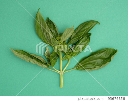 Basil leaves Basil leaves 93676856