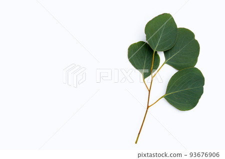 Green leaves of eucalyptus on white 93676906