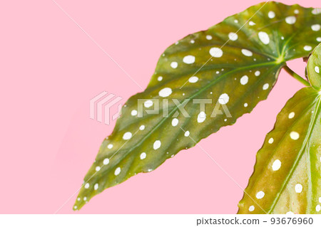 Begonia maculata leaves on pink background. Begonia maculata leaves on pink background. 93676960