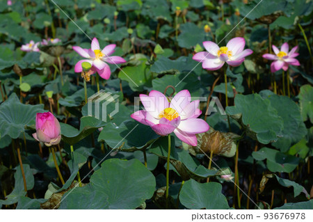 Beautiful blooming lotus flower with leaves, Waterlily pond Beautiful blooming lotus flower with leaves, Waterlily pond 93676978