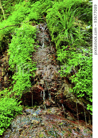 西丹澤的 Unegamaru Hontanazawa Stream 滴水 93677089