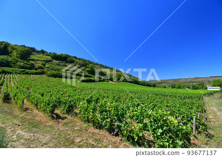 Burgundy, France. The vineyards of Nuits Saint-Georges. Taken on August 9, 2022. 93677137