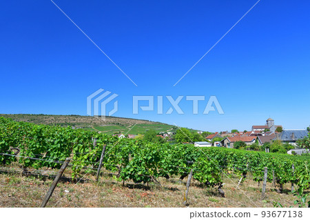 Burgundy, France. The vineyards of Nuits Saint-Georges. Taken on August 9, 2022. 93677138