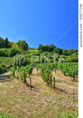 Burgundy, France. The vineyards of Nuits Saint-Georges. Taken on August 9, 2022. 93677140