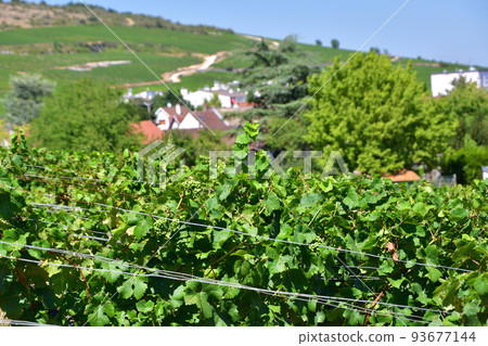 Burgundy, France. The vineyards of Nuits Saint-Georges. Taken on August 9, 2022. Burgundy, France. The vineyards of Nuits Saint-Georges. Taken on August 9, 2022. 93677144