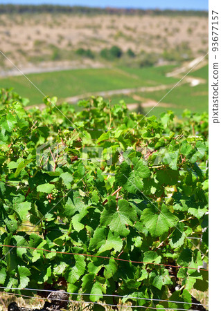 Burgundy, France. The vineyards of Nuits Saint-Georges. Taken on August 9, 2022. 93677157