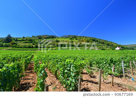 Burgundy, France. The vineyards of Nuits Saint-Georges. Taken on August 9, 2022. Burgundy, France. The vineyards of Nuits Saint-Georges. Taken on August 9, 2022. 93677169