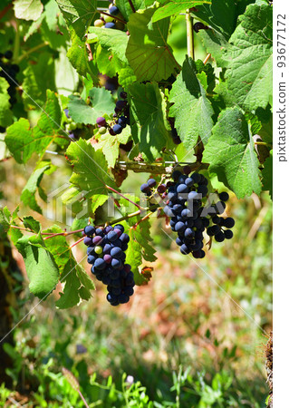 Burgundy, France. The vineyards of Nuits Saint-Georges. Taken on August 9, 2022. 93677172