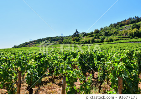 Burgundy, France. The vineyards of Nuits Saint-Georges. Taken on August 9, 2022. 93677173