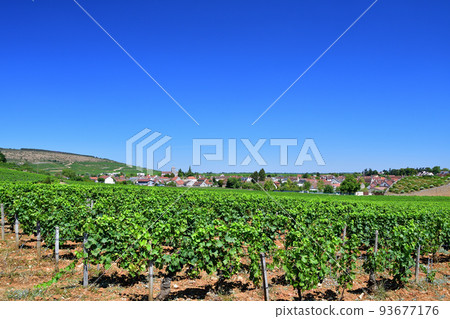 Burgundy, France. The vineyards of Nuits Saint-Georges. Taken on August 9, 2022. 93677176