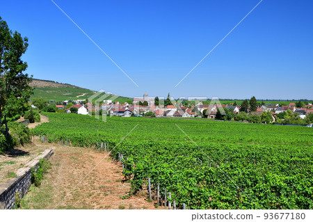 Burgundy, France. The vineyards of Nuits Saint-Georges. Taken on August 9, 2022. Burgundy, France. The vineyards of Nuits Saint-Georges. Taken on August 9, 2022. 93677180