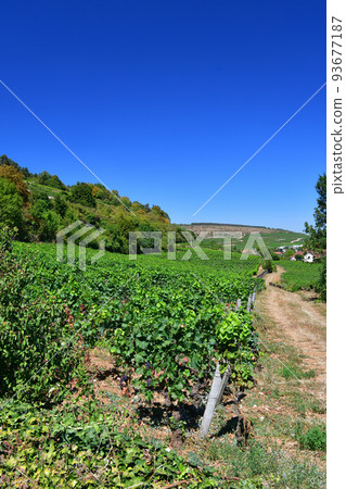Burgundy, France. The vineyards of Nuits Saint-Georges. Taken on August 9, 2022. 93677187
