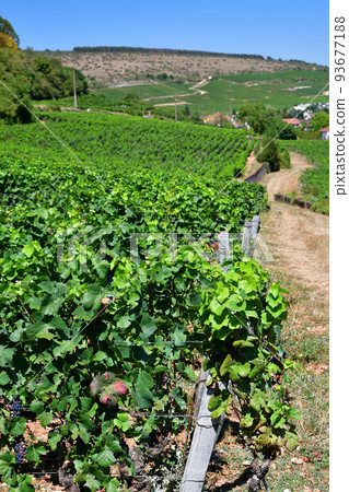 Burgundy, France. The vineyards of Nuits Saint-Georges. Taken on August 9, 2022. Burgundy, France. The vineyards of Nuits Saint-Georges. Taken on August 9, 2022. 93677188