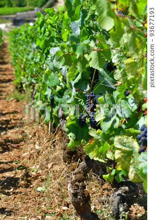Burgundy, France. The vineyards of Nuits Saint-Georges. Taken on August 9, 2022. 93677193