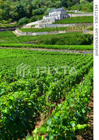Burgundy, France. The vineyards of Nuits Saint-Georges. Taken on August 9, 2022. 93677194