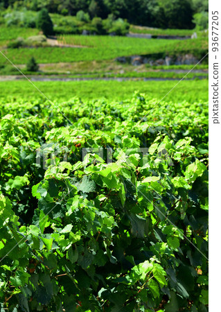 Burgundy, France. The vineyards of Nuits Saint-Georges. Taken on August 9, 2022. 93677205