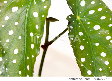 Begonia maculata leaves on white background. Begonia maculata leaves on white background. 93677262