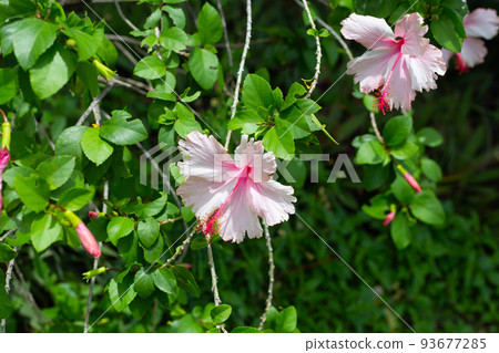 Blossom of pink hibiscus flower on tree Blossom of pink hibiscus flower on tree 93677285