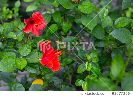Beautiful hibiscus on tree with green leaves Beautiful hibiscus on tree with green leaves 93677296